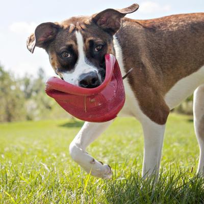 kong frisbee large
